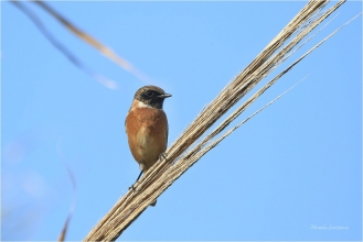 <p>RAMBORNÍČEK ČERNOHLAVÝ (Saxicola torquata) Řecko - Kréta –--- /African stonechat – Schwarzkehlchen/</p>